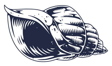 Spiral seashell illustration on whiteのイラスト素材