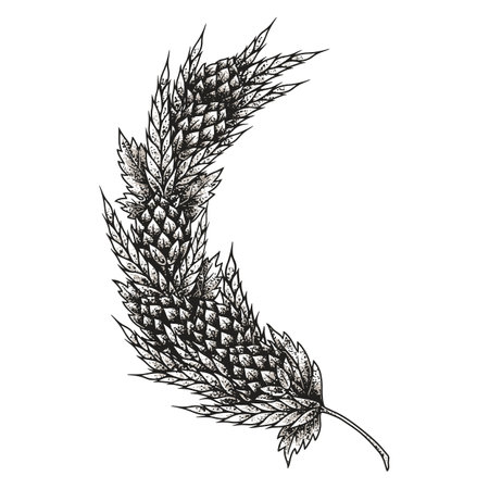 Detailed hops plant leaf illustrationのイラスト素材
