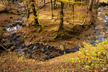 Creek in the forestの写真素材