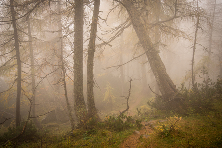 Rainforestの写真素材