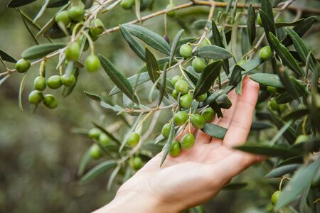 Hand picking olivesの写真素材