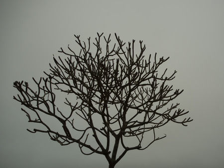 The Solitude Tree Black and Whiteの写真素材