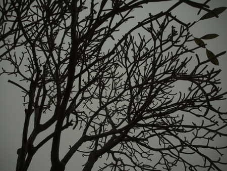 The Tree Black and Whiteの写真素材