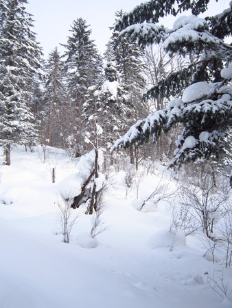 snow treesの写真素材