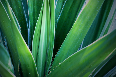Cactus Leaf Patternの写真素材