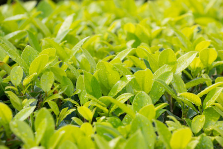 green leaf background