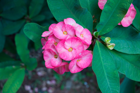 beautiful euphorbia milii flowerの写真素材