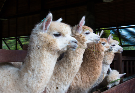 feeding group of alpaca in the barnの写真素材