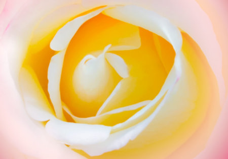 sweet color rose, soft backgroundの写真素材