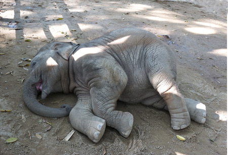 Asian Elephant sleeps on the groundの写真素材