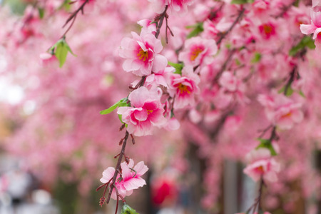 blurred image of artificial Sakura flowerの写真素材