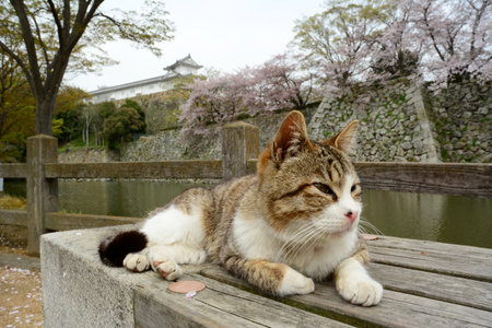 Cat living in HIMEJI-JO castle with cherry blossom in full bloomのeditorial素材