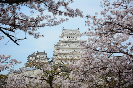 Himeji Castle in cherry blossom seasonのeditorial素材