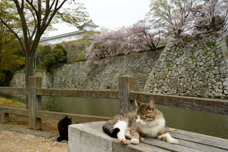 Cat living in HIMEJI-JO castle with cherry blossom in full bloomのeditorial素材