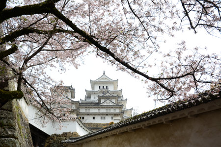 Himeji Castle in cherry blossom seasonのeditorial素材