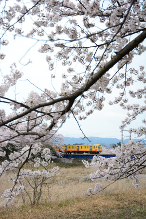 Japanese local train Sangi Railway running countryside with cherry blossom in full bloomのeditorial素材