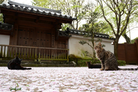 Cat living in HIMEJI-JO castle with cherry blossom in full bloomのeditorial素材