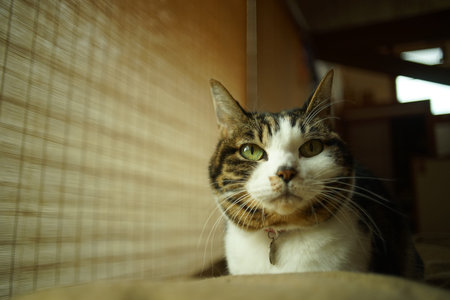 Portrait of tabby cat against the background of Japanese traditional paper screen