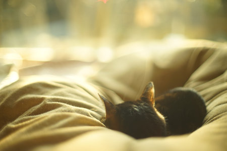 Portrait of dozing tabby cat