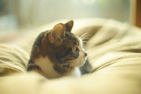 Portrait of dozing tabby catの写真素材