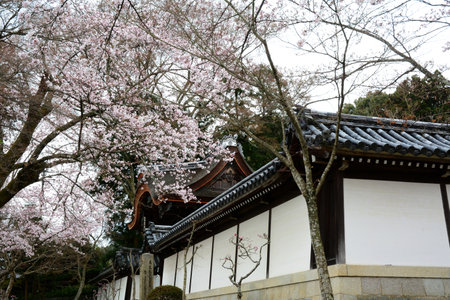 Cherry blossom in full bloom against a background of SAIKYOJI temple, Otsuのeditorial素材