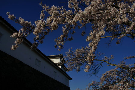 Hikone-jo castle in cherry blossom seasonのeditorial素材
