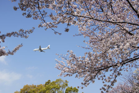 JAL Airliner approaching to OSAKA ITAMI airport with cherry blossom in full bloomのeditorial素材