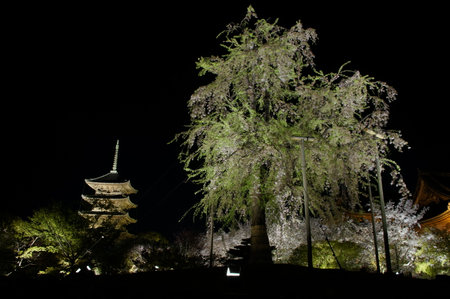 Night view of World Heritage, Kyoto TOJI temple in cherry blossom seasonのeditorial素材