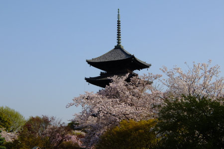 Cherry blossom in full bloom against a background of World Heritage, Kyoto TOJI templeのeditorial素材