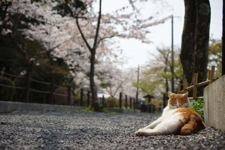 Cat living in Tetsugaku-no-michi Street with cherry blossom in full bloomの写真素材