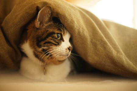 Portrait of old tabby cat