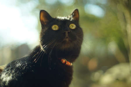 Portrait of young black catの写真素材
