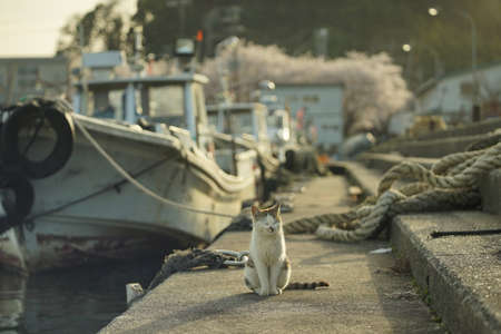 Cat living in Okishima island with cherry blossom in full bloomの写真素材