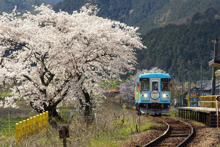 Japanese local train TARUMI RAILWAY and cherry blossomのeditorial素材