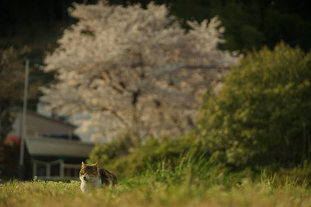 Cat living in Chomeiji port with cherry blossom in full bloomの写真素材