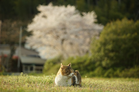 Cat living in Chomeiji port with cherry blossom in full bloomの写真素材