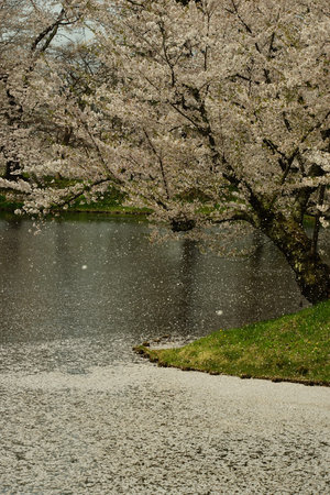 cherry blossom season