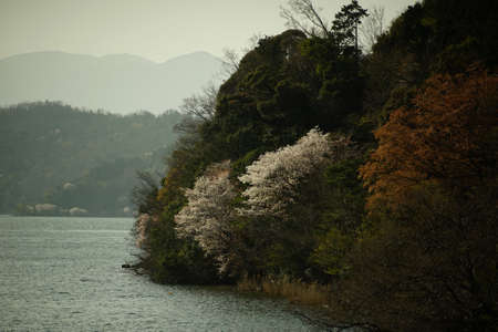 Cherry blossoms along Biwako lakeの写真素材