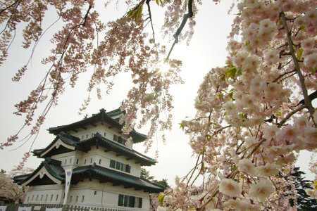 Hirosaki-jo castle in cherry blossom seasonのeditorial素材