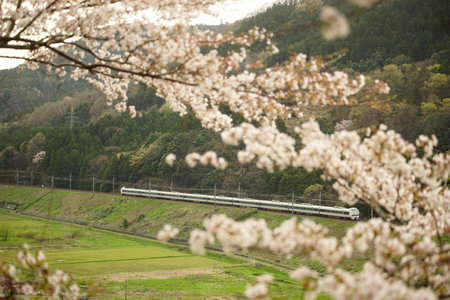 Japanese express train running KOSEI line with cherry blossom in full bloom