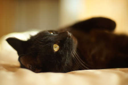 Black cat lying on his backの写真素材