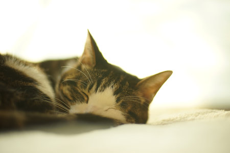 Cat sleeping on bed at home
