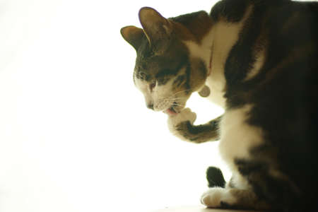 a tabby cat grooming by the windowの写真素材