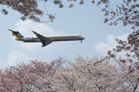 Cherry blossom in full bloom against a background of airiinerのeditorial素材