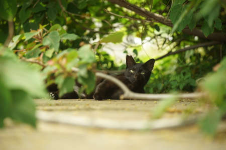 Cat living in Shingugyoko port, Fukuokaの写真素材