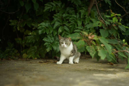 Cat living in Shingugyoko port, Fukuokaの写真素材