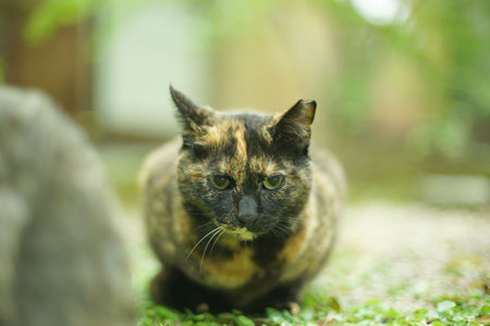 A tortoiseshell cat sitting in Japanese garden at fresh green seasonの写真素材