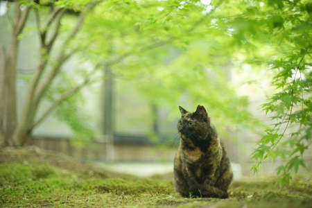 A tortoiseshell cat sitting in Japanese garden at fresh green seasonの写真素材