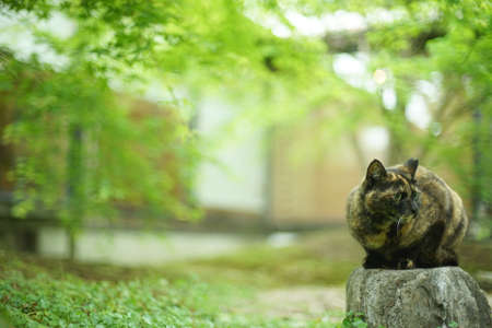 A tortoiseshell cat sitting in Japanese garden at fresh green seasonの写真素材