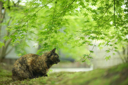 A tortoiseshell cat sitting in Japanese garden at fresh green seasonの写真素材
